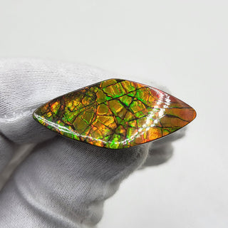 1520724 - Freeform - Shield (Grade: A / A2)