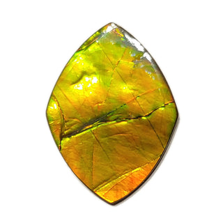 Ammolite Shield Shaped Freeform Loose Gemstone 2080724