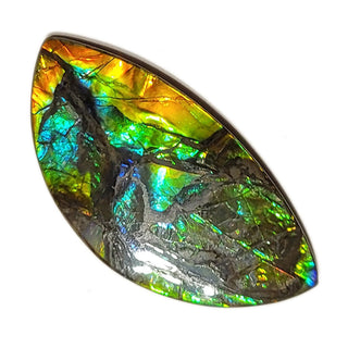 Ammolite Eye Shaped Freeform Loose Gemstone 2100724
