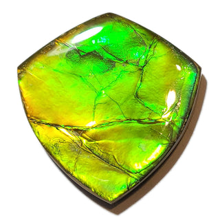 2160724 - Freeform - Shield (Grade: A / A2)