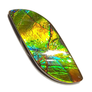 Ammolite Freeform Gemstone - 2870924-A3