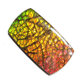 Ammolite Freeform Gemstone - 3060924-A2