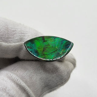 Ammolite Eye Shaped Freeform Loose Gemstone 3150924-0