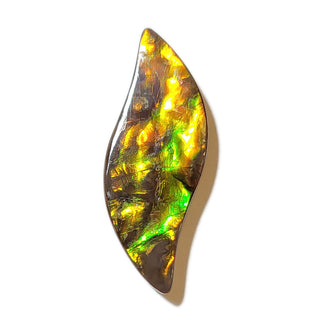 Ammolite Swept Leaf Shaped Freeform Loose Gemstone 3240924