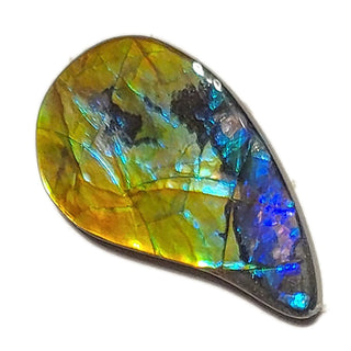 Ammolite Freeform Gemstone - 3561024-A3