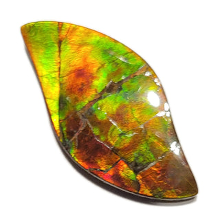 Ammolite Freeform Gemstone - 3591024-A2