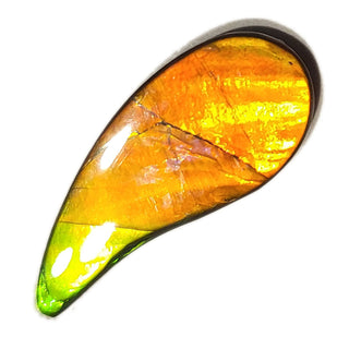 Ammolite Swept Pear Shaped Freeform Loose Gemstone 4360125