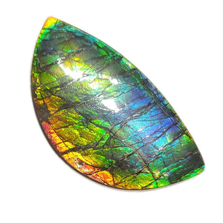 Ammolite Eye Shaped Freeform Loose Gemstone 4430125