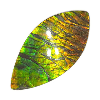 Ammolite Leaf Shaped Freeform Loose Gemstone 4440125