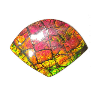 Ammolite Irregular Shaped Freeform Loose Gemstone 4450125
