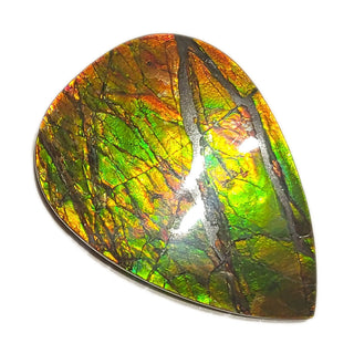 Ammolite Pear Shaped Freeform Loose Gemstone 4460125
