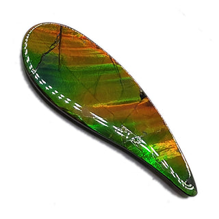 Ammolite Swept Pear Shaped Freeform Loose Gemstone 4810325