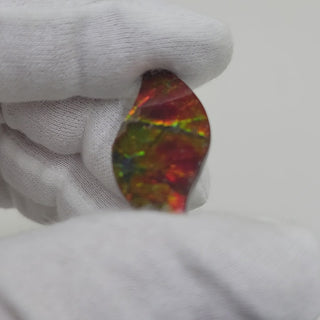 Ammolite Swept Leaf Shaped Freeform, Imperial/Two Sided, Loose Gemstone 3611024-Video