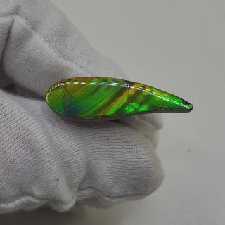 Ammolite Swept Pear Shaped Freeform Loose Gemstone 4810325-Video