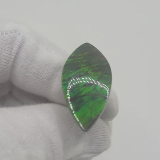 Ammolite Leaf Shaped Freeform Loose Gemstone 4440125-Video