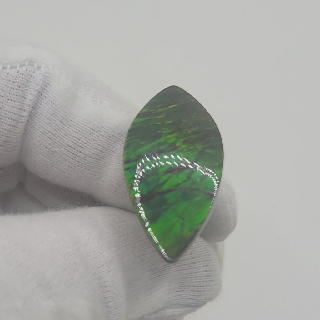 Ammolite Leaf Shaped Freeform Loose Gemstone 4440125-Video