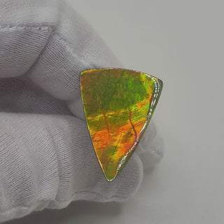 Ammolite Triangle Shaped Freeform Loose Gemstone 5200425-Video