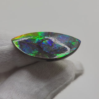 Ammolite Eye Shaped Freeform Loose Gemstone 2100724-Video